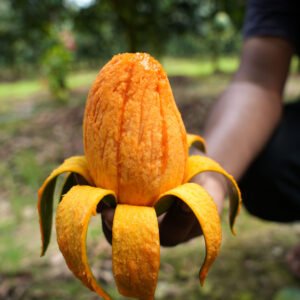 আম্রপালি আম | ১০ কেজি [Premium Size] ৪-৫ টা প্রতি কেজি