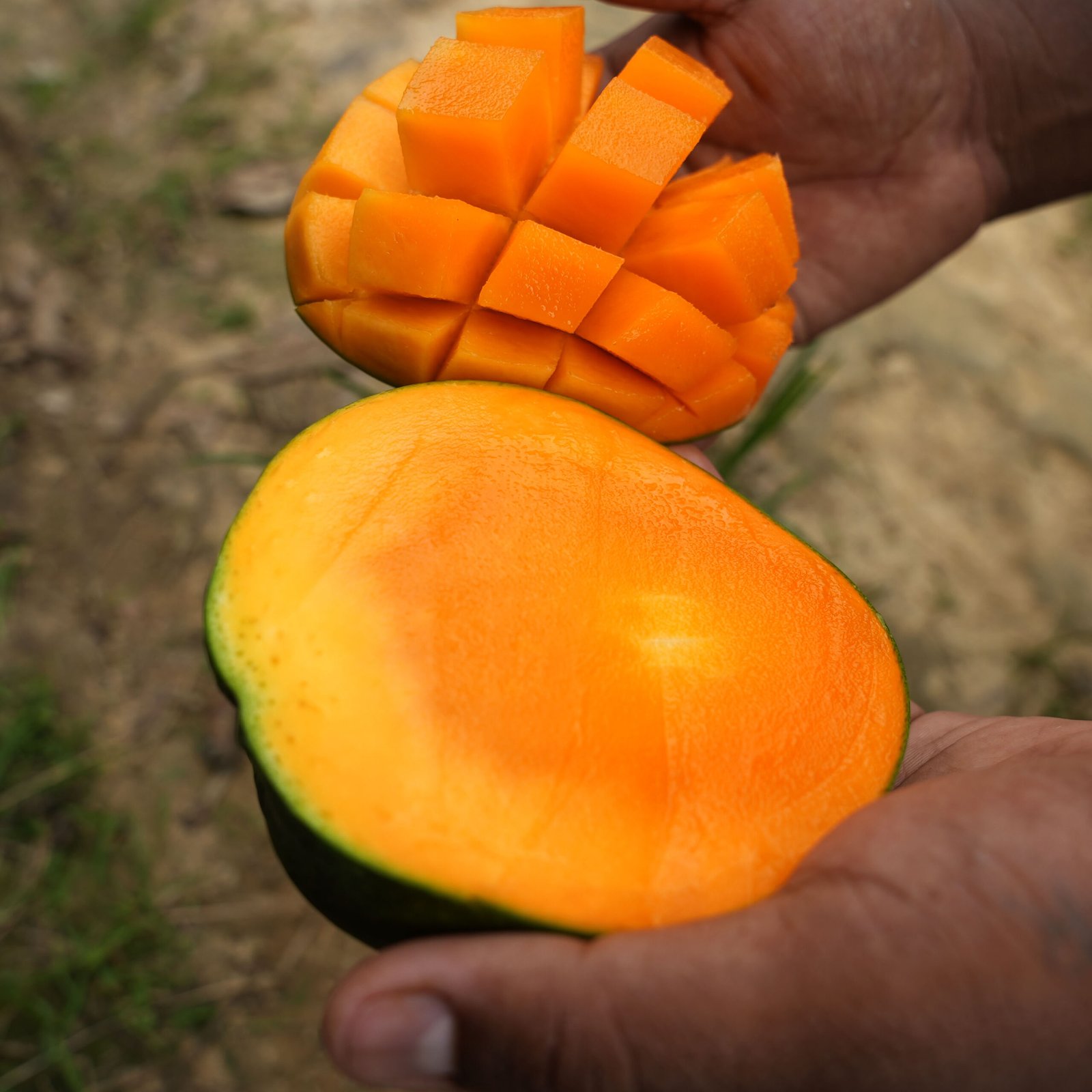বারি-৪ আম | ৫ কেজি (BARI-4 Mango) - Trial Packege