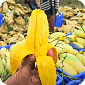 ব্যানানা ম্যাংগো | ১০ কেজি (Banana Mango) - Premium Family Pack