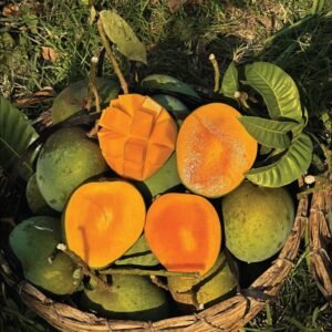 হিমসাগর/খিরসাপাত আম | ২০ কেজি (Himsagor)